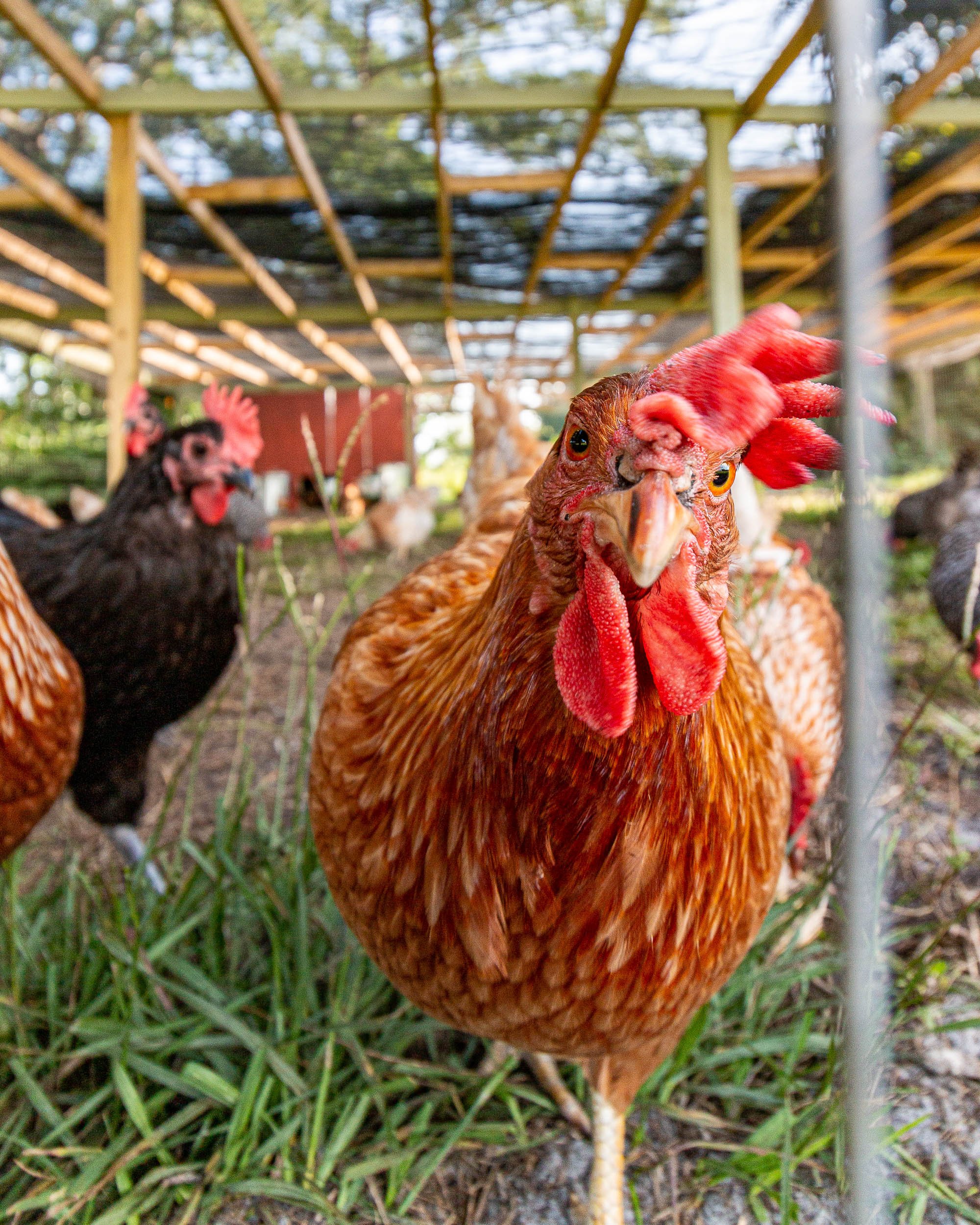 Farms Farmers Produce photography by Nathan Venzara Colorado Food Photographer-164.jpg