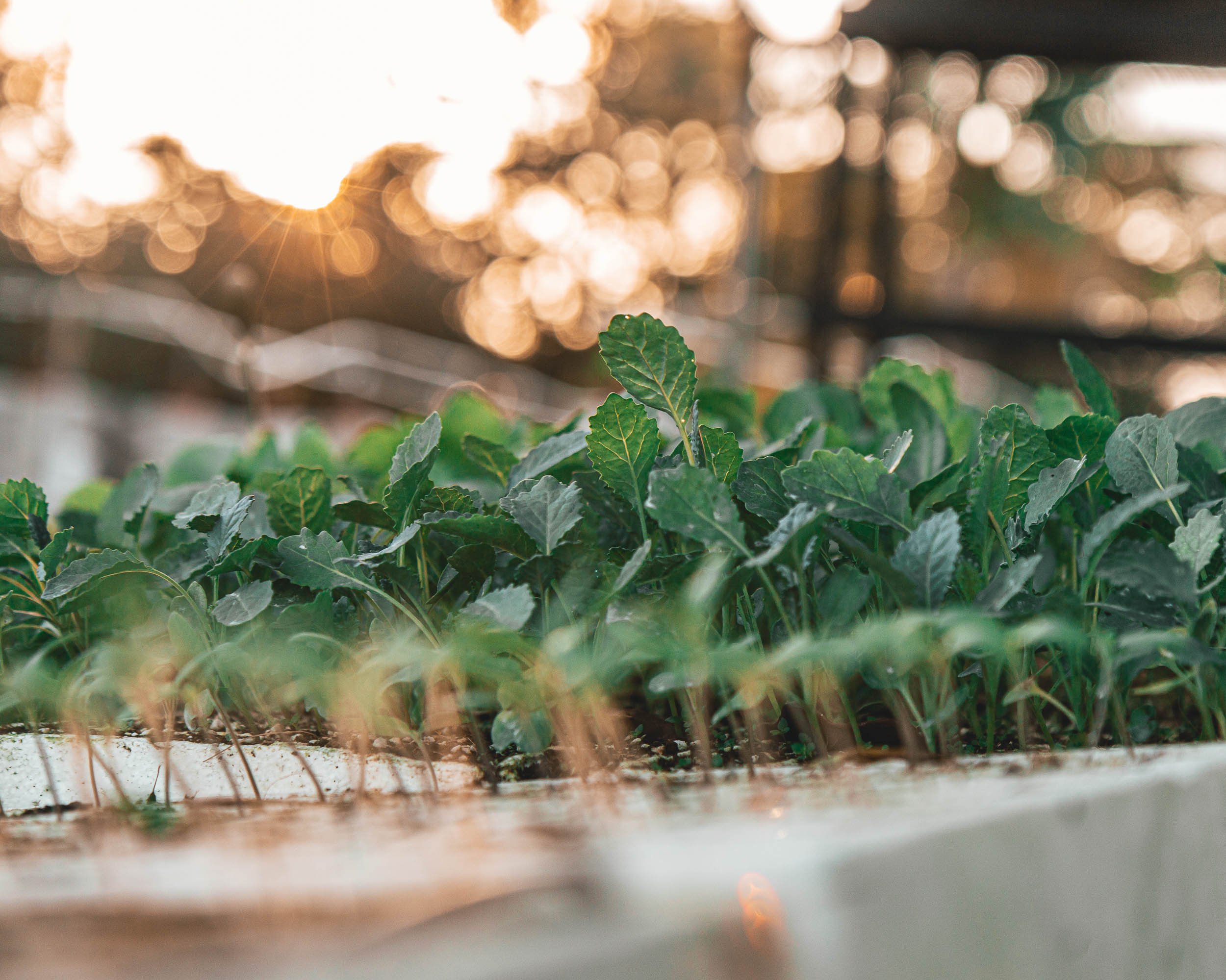 Farms Farmers Produce photography by Nathan Venzara Colorado Food Photographer-172.jpg