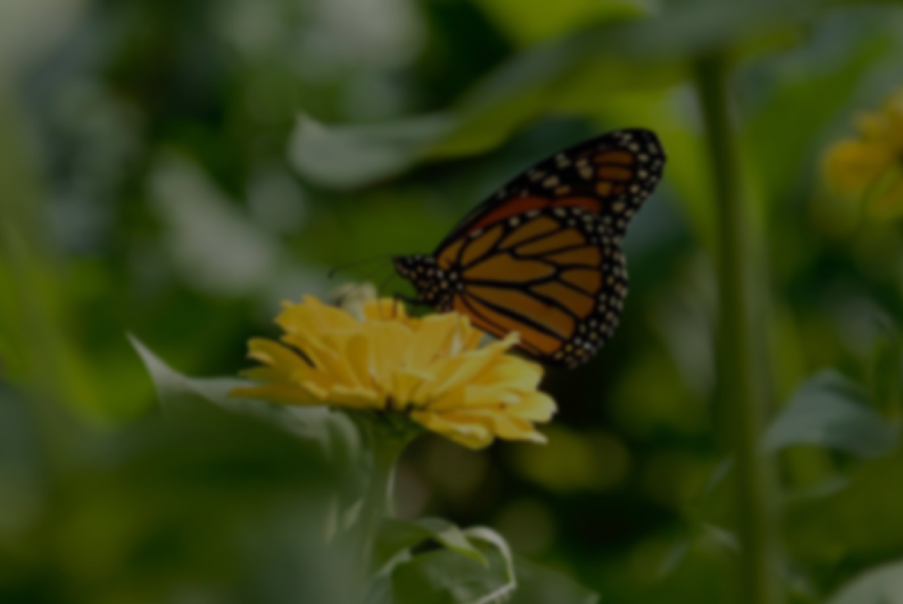 Untitled design (1).png