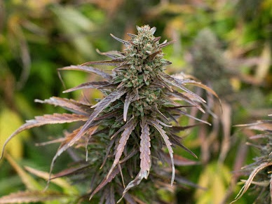EastFork-404-PineappleJager%28HxF%29.jpg
