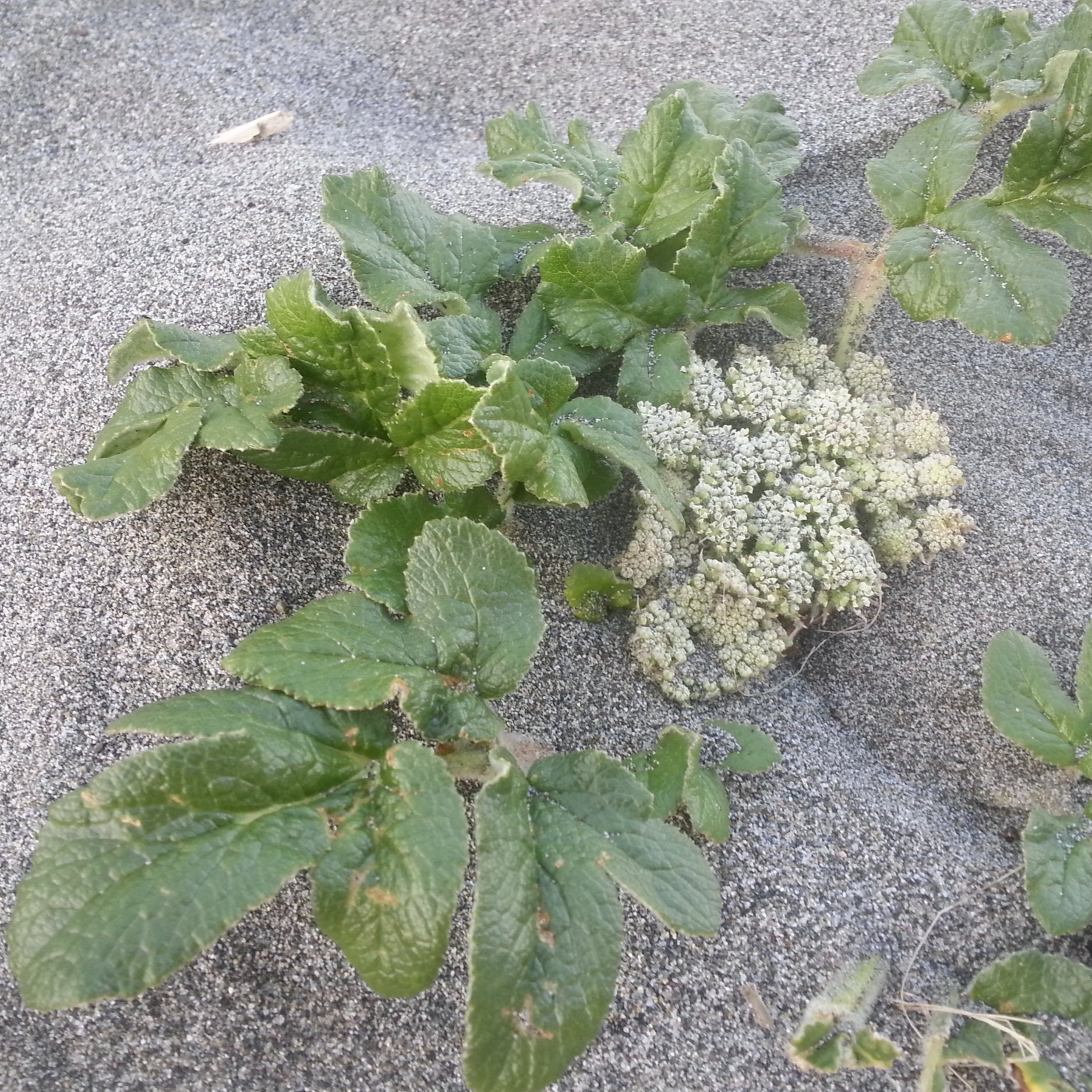 Glehnia+littoralis+%7E+Fort+Worden+S.P.+Beach+Jefferson+Co.+WA+20150508.jpg