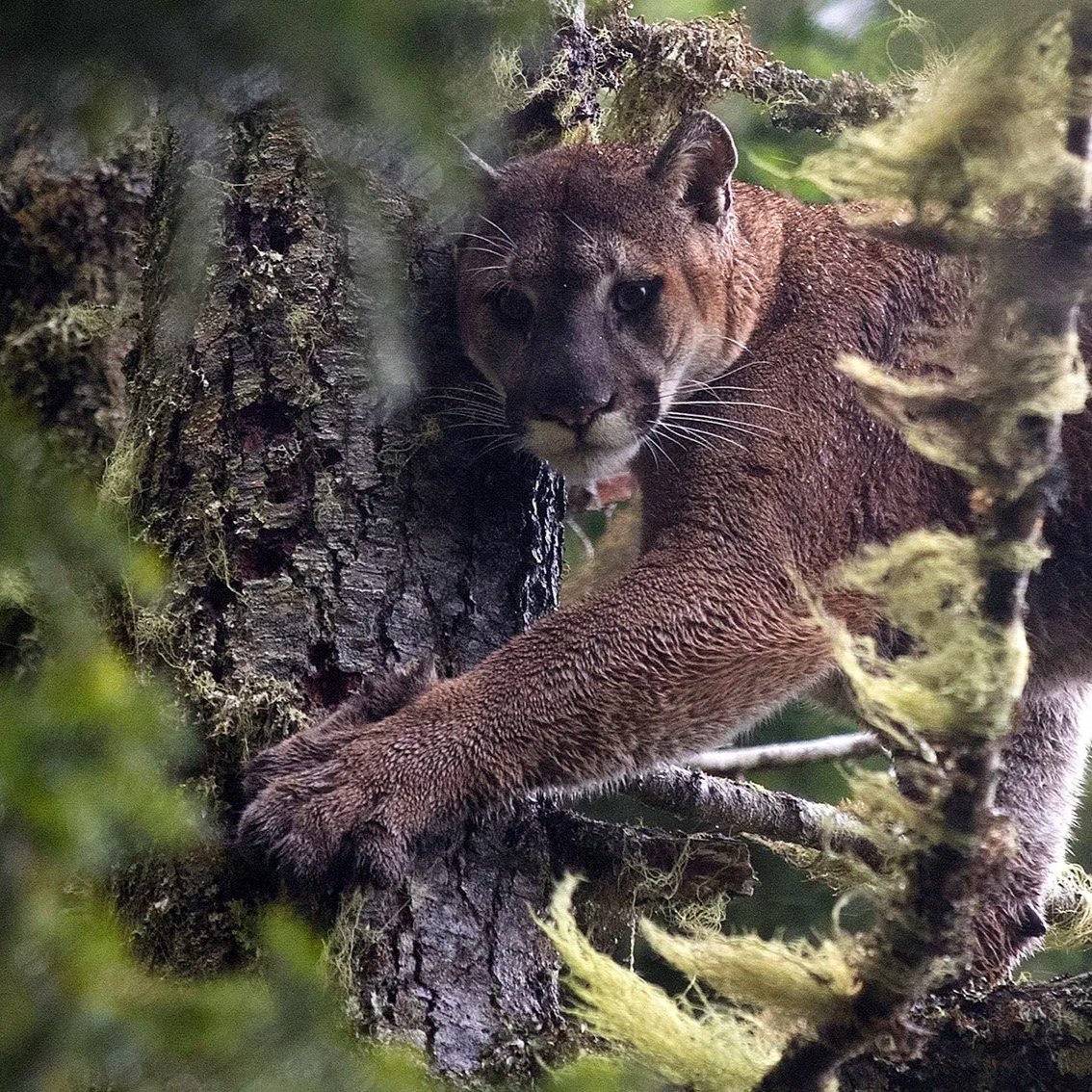 Tracking the Wild  (Ages 8-14), August 10-14, 2026