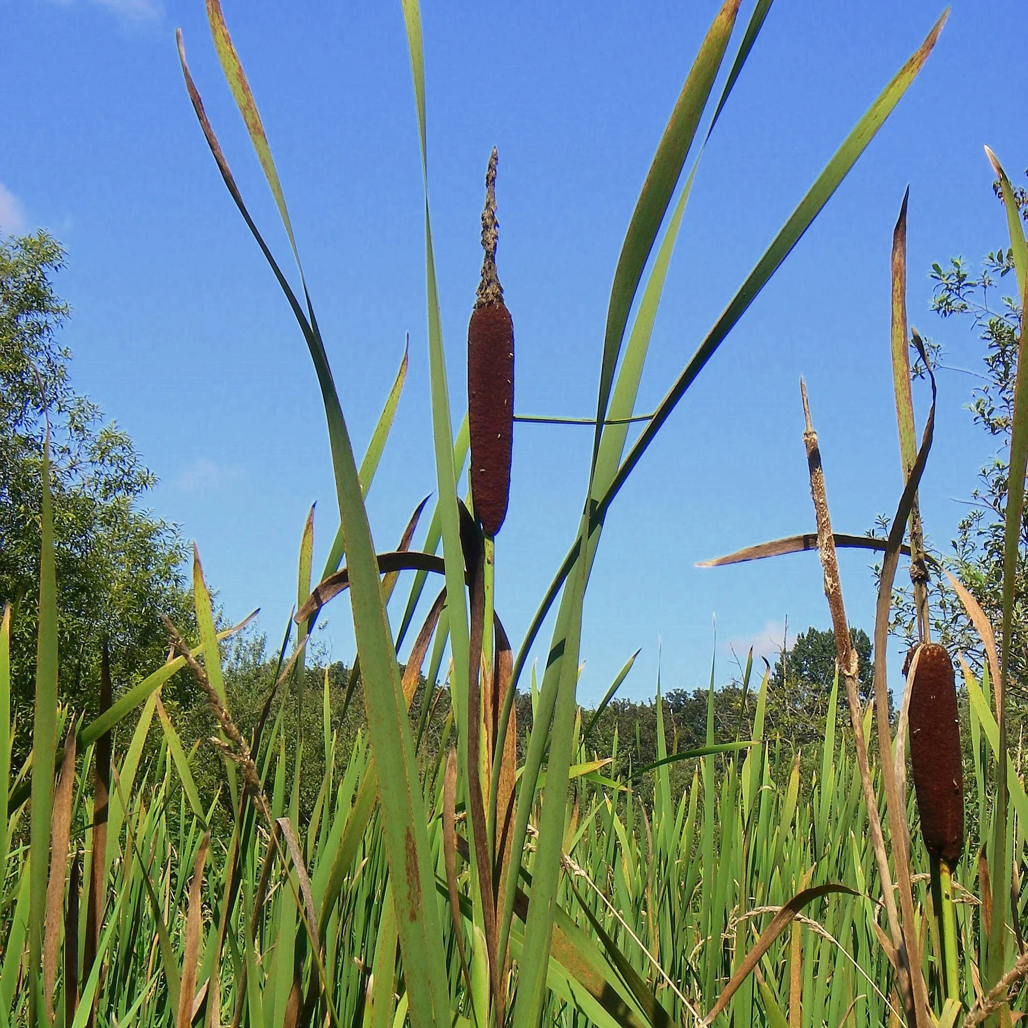 Wild Edible Plants — July 17, 2027