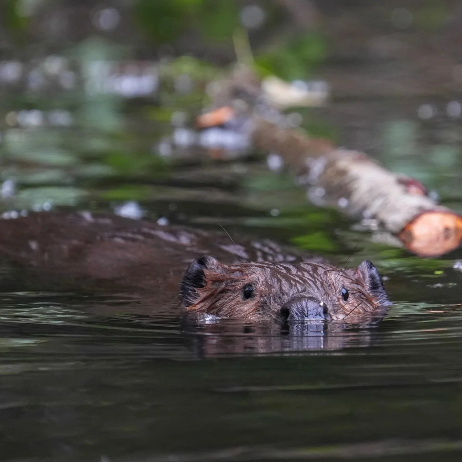 Being a Beaver — February 6, 2027