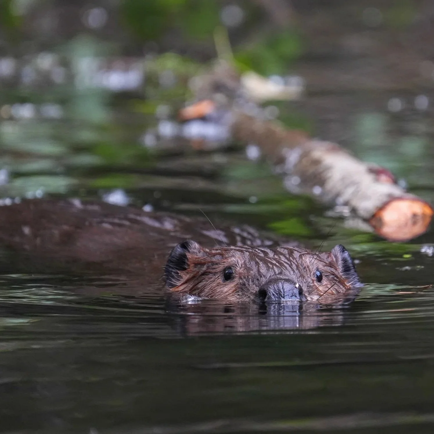 DSC04937+beaver+and+chew+-+reduced.jpg