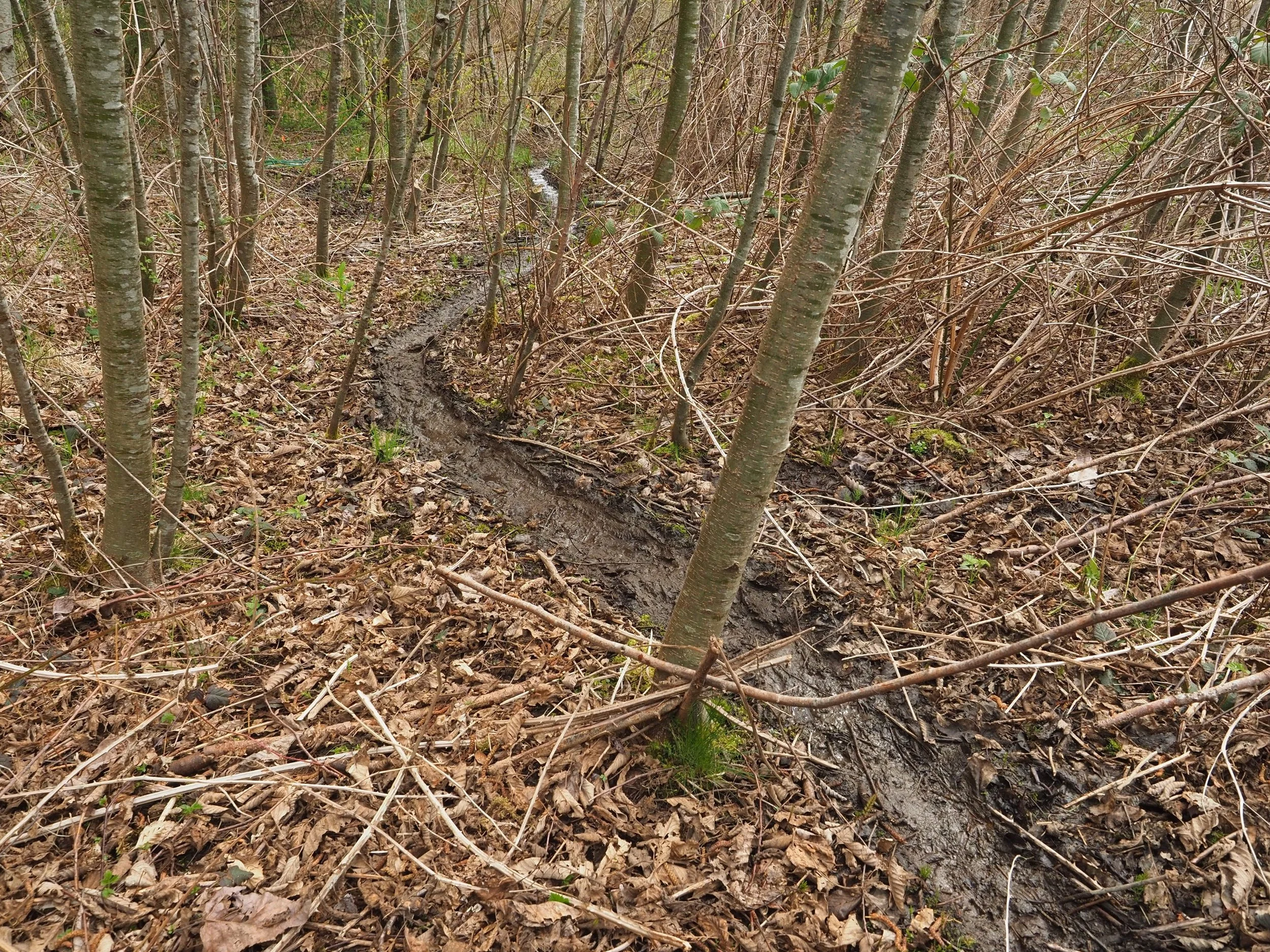 P4150003 trail through the forest - reduced.JPG
