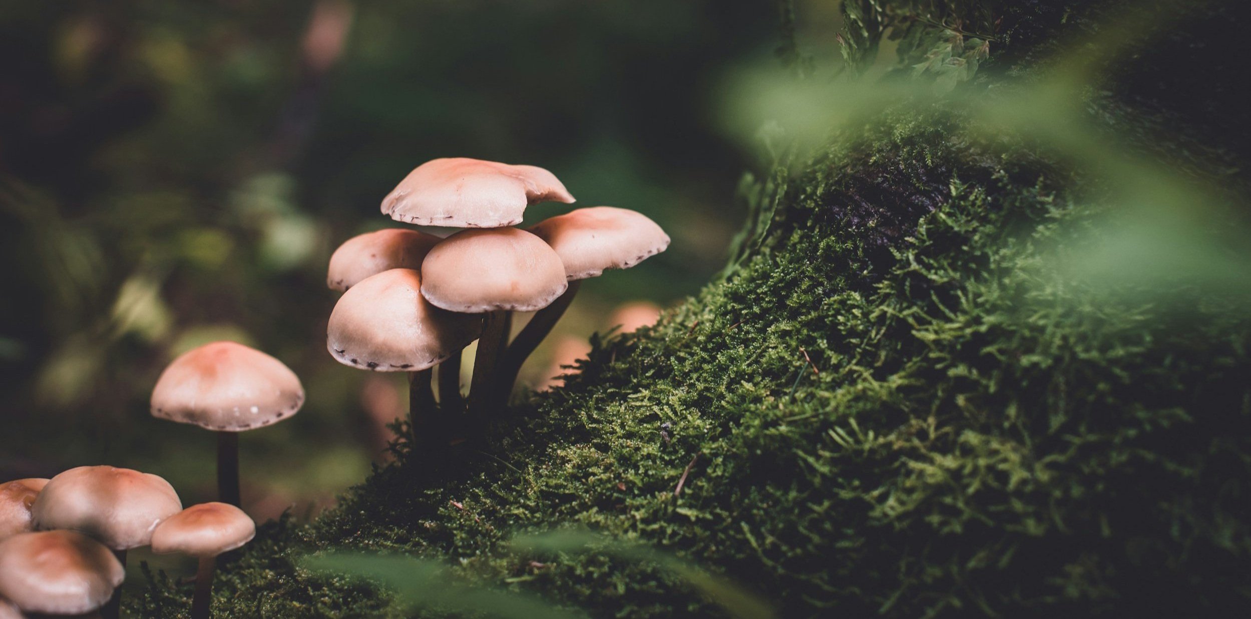 unsplash-image-QN6NkYi3CKs.jpg