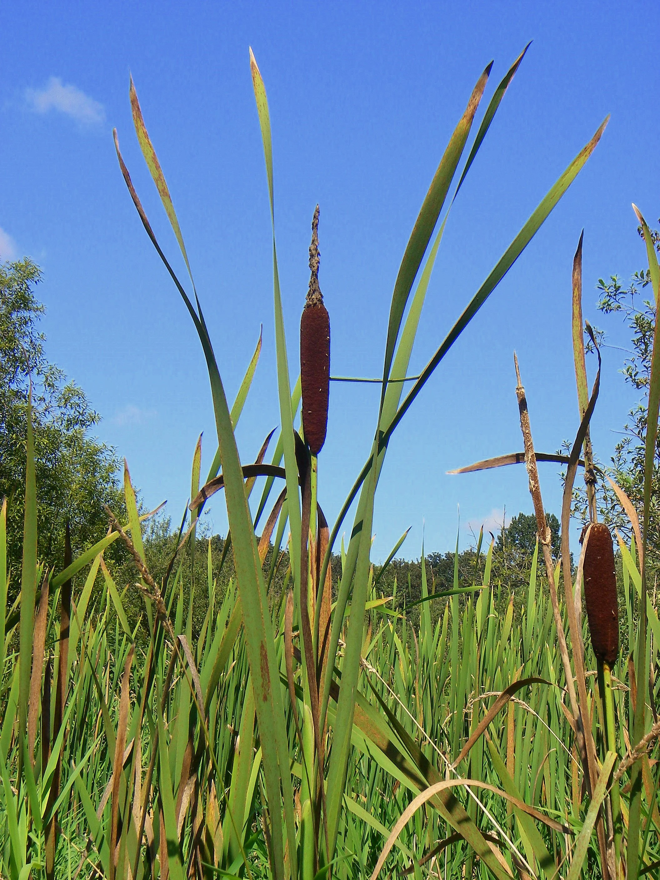 cattail-plant.jpg