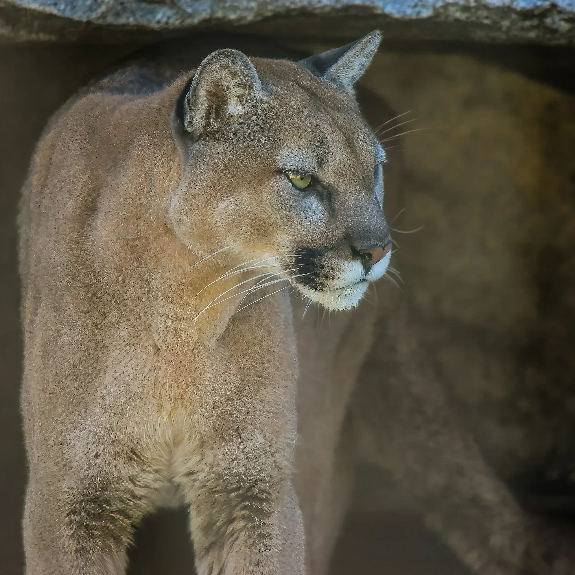 Cougars of the Olympic Peninsula: A Weekend Intensive — June 12 and 13, 2027