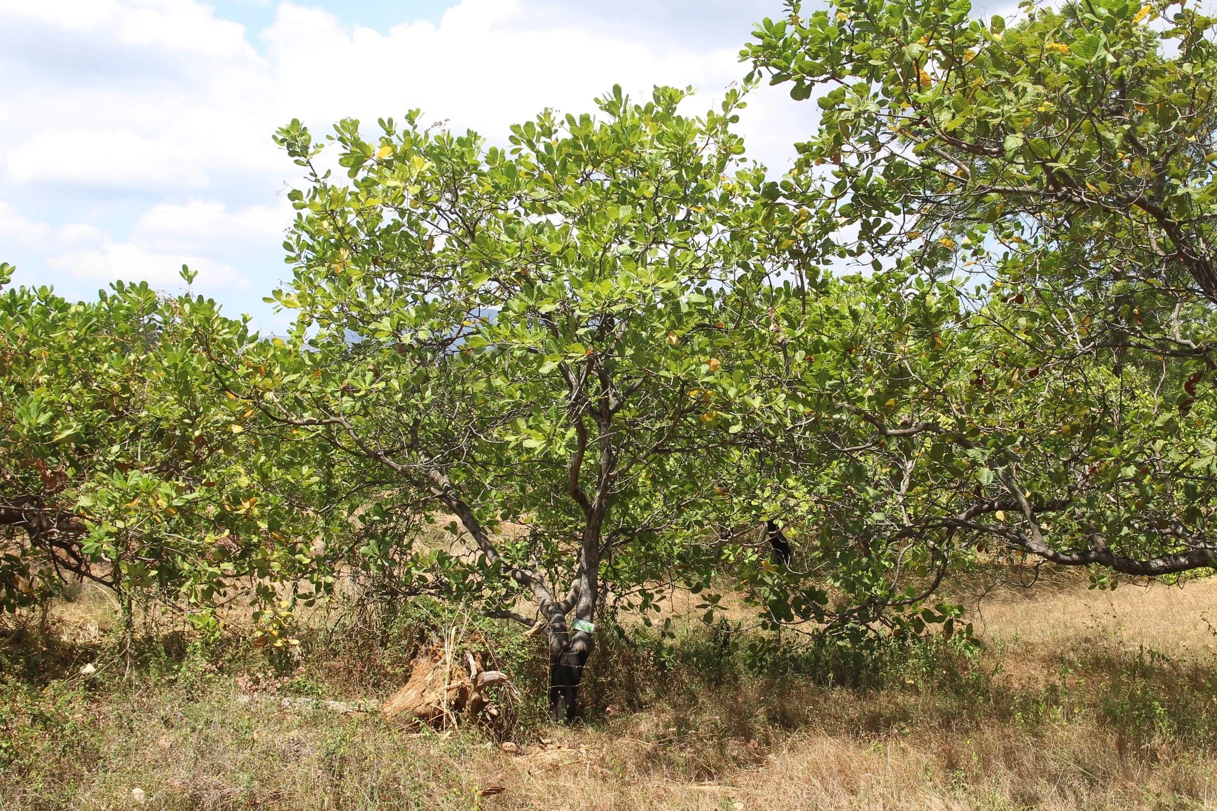 A cashew nut tree.