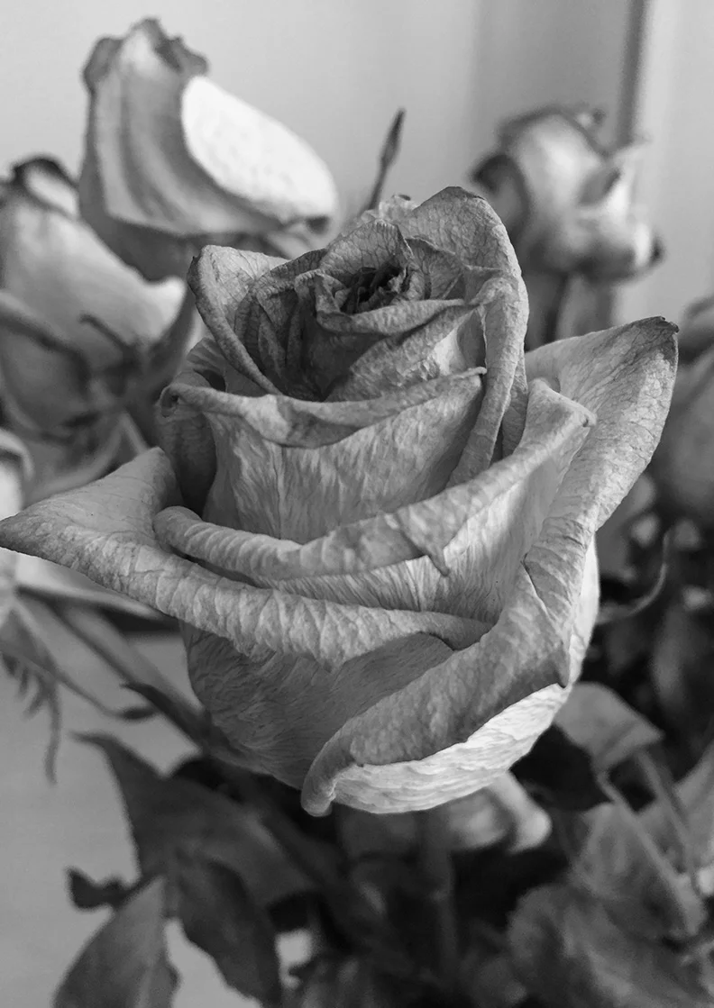 Faded Rose - Black+White Photograph - 12" x 16"