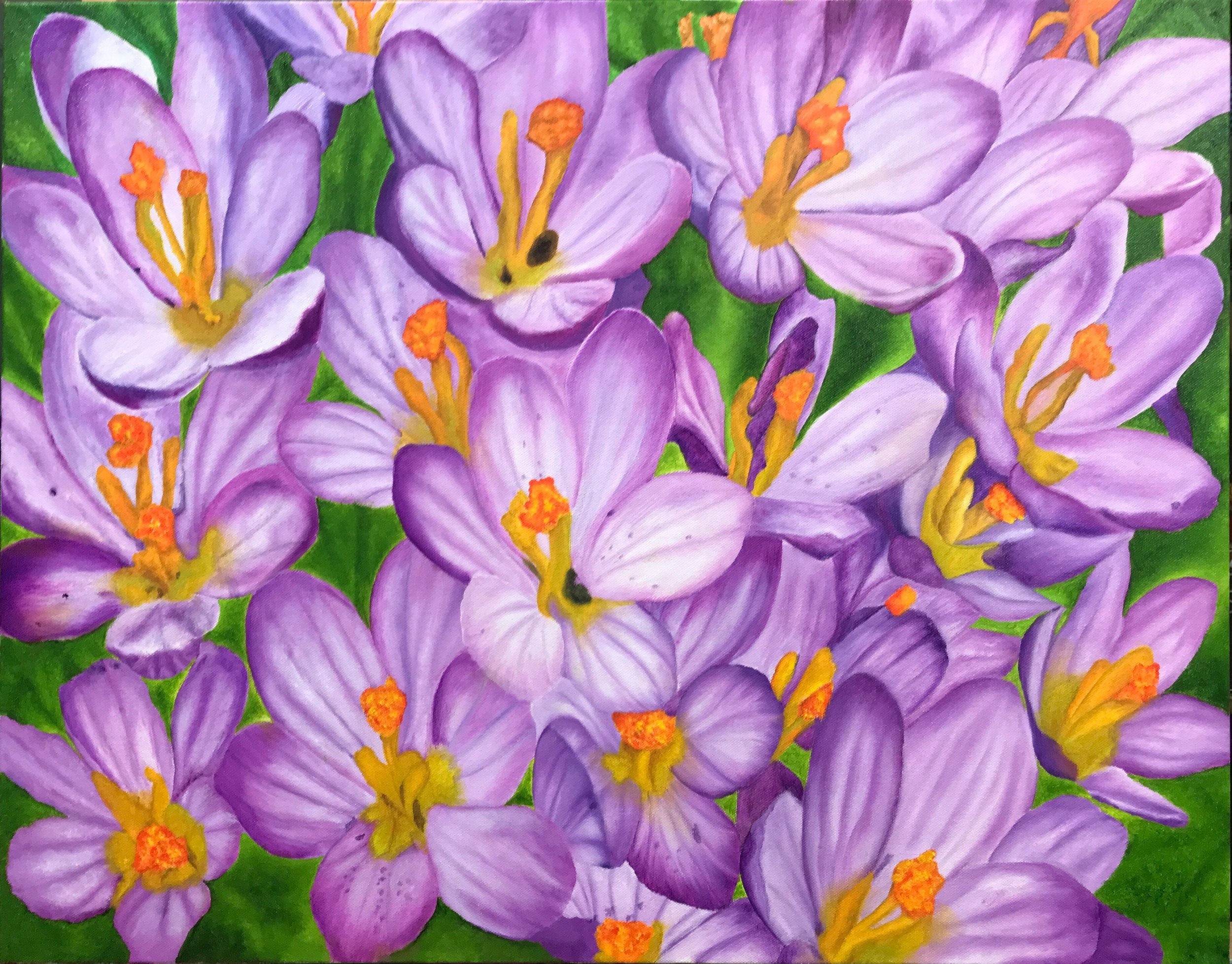 CROCUS - OIL on Canvas 22" x 28"
