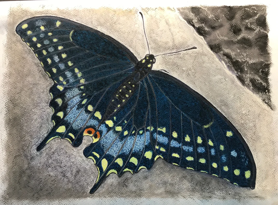 Butterfly - 13" x !9" - Pastel on Paper
