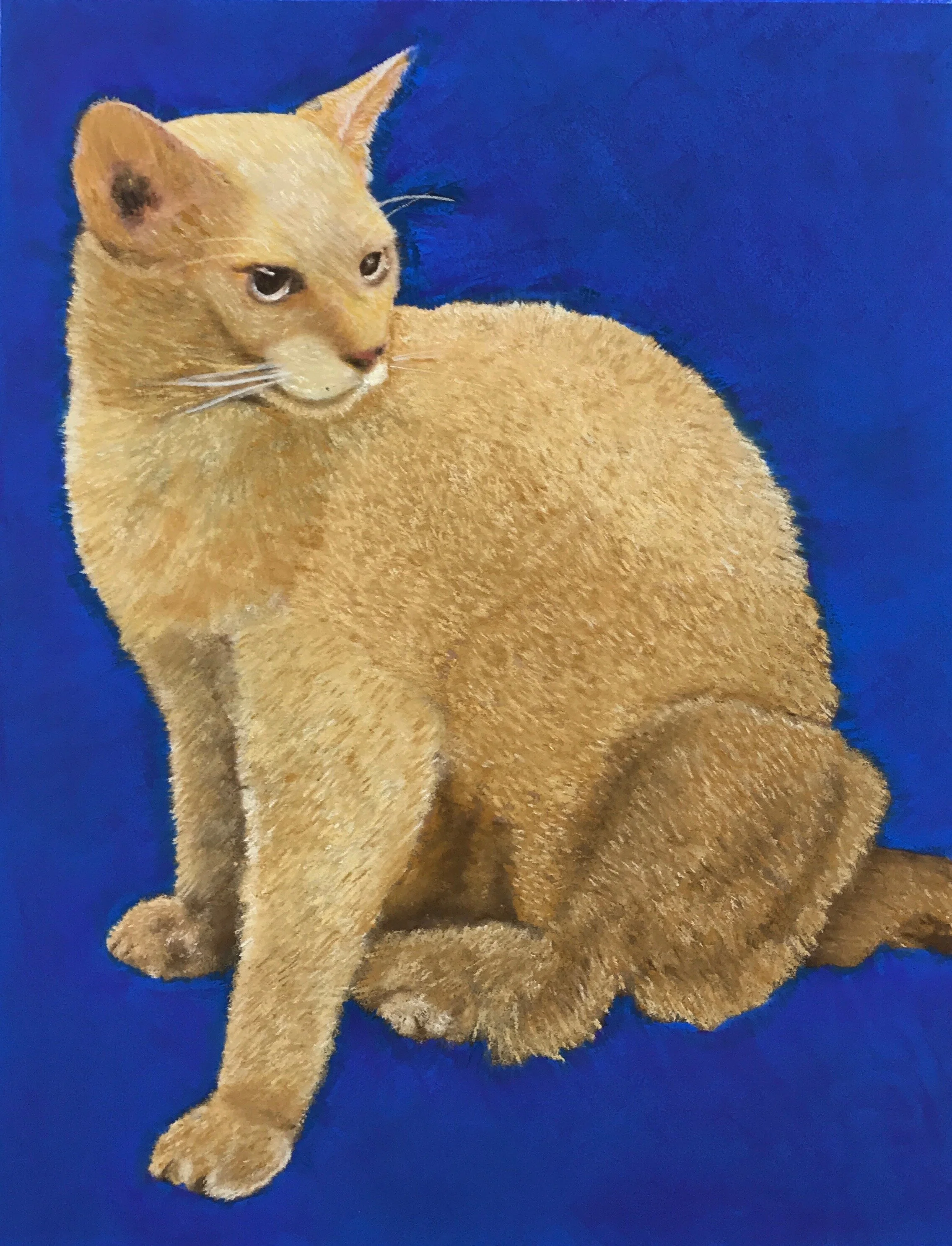 Fawn Abyssinian - Oil on Canvas - 16" x 16"