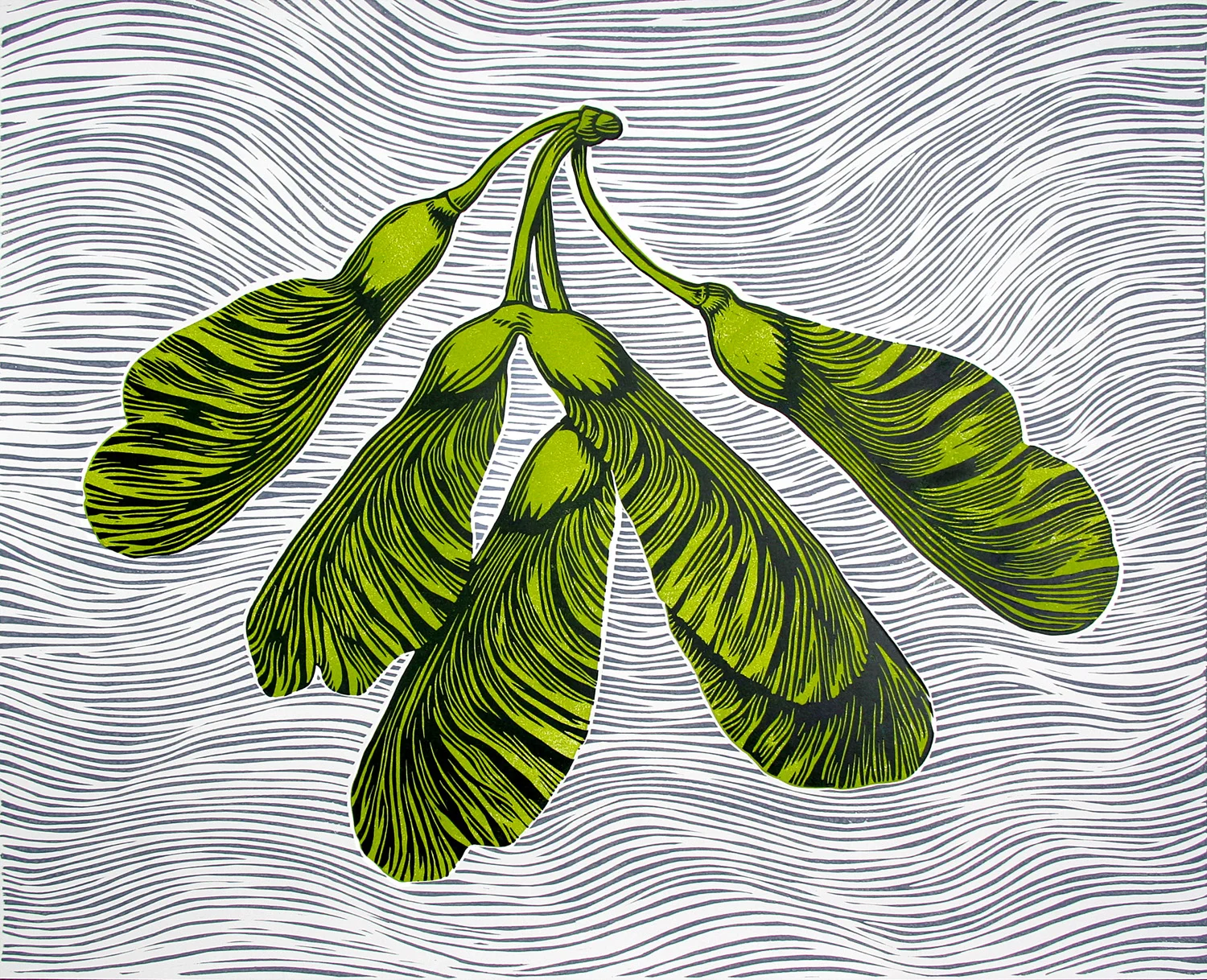 Maple Helicopter - Lined Background