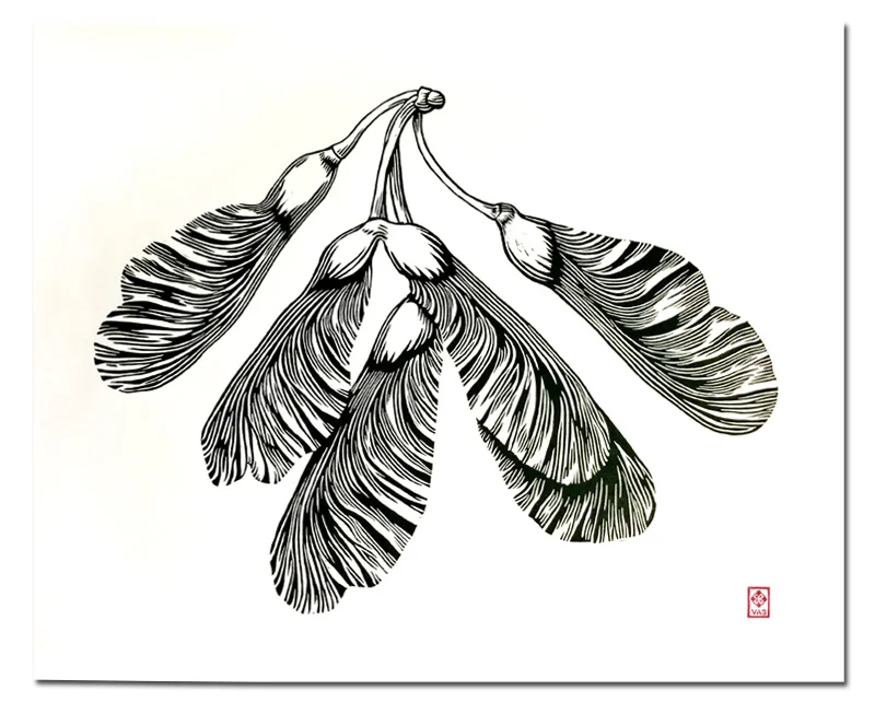 Maple Helicopter - Black & White