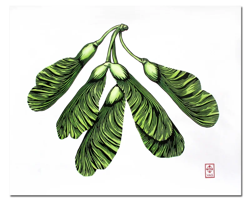 Maple Helicopter - Hand-tinted