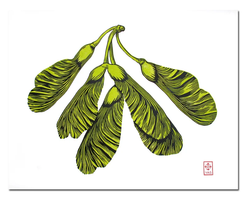 Maple Helicopter - White Background