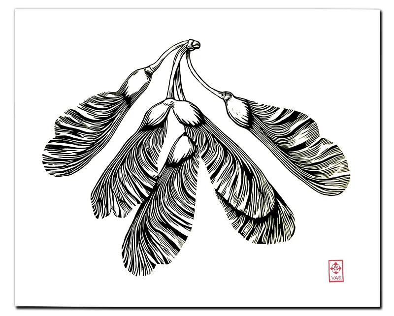 MapleHelicopterLinocutLines.jpg