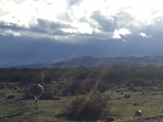 Lesser Rhea