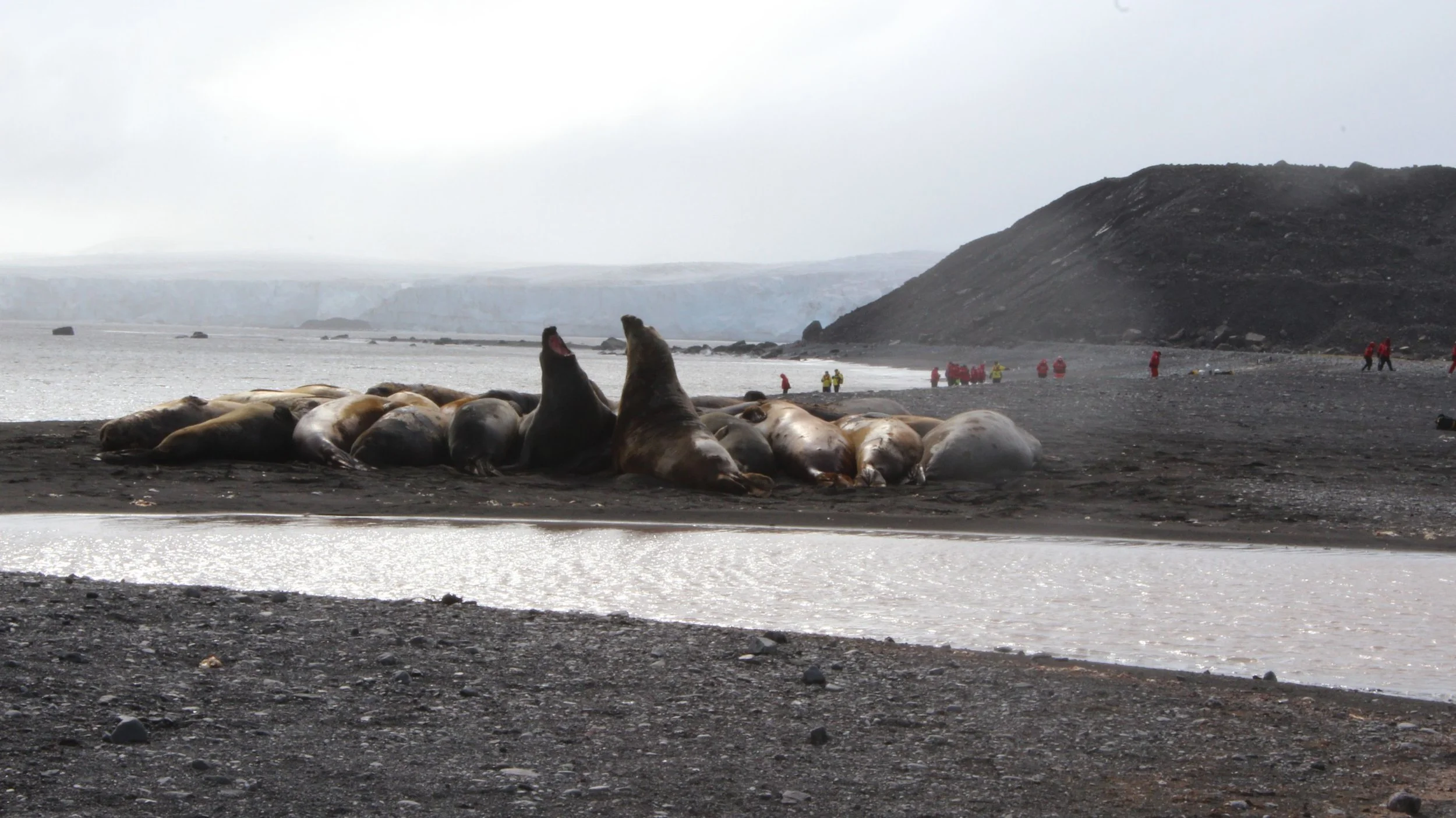 Elephant Seals on Walker Bay