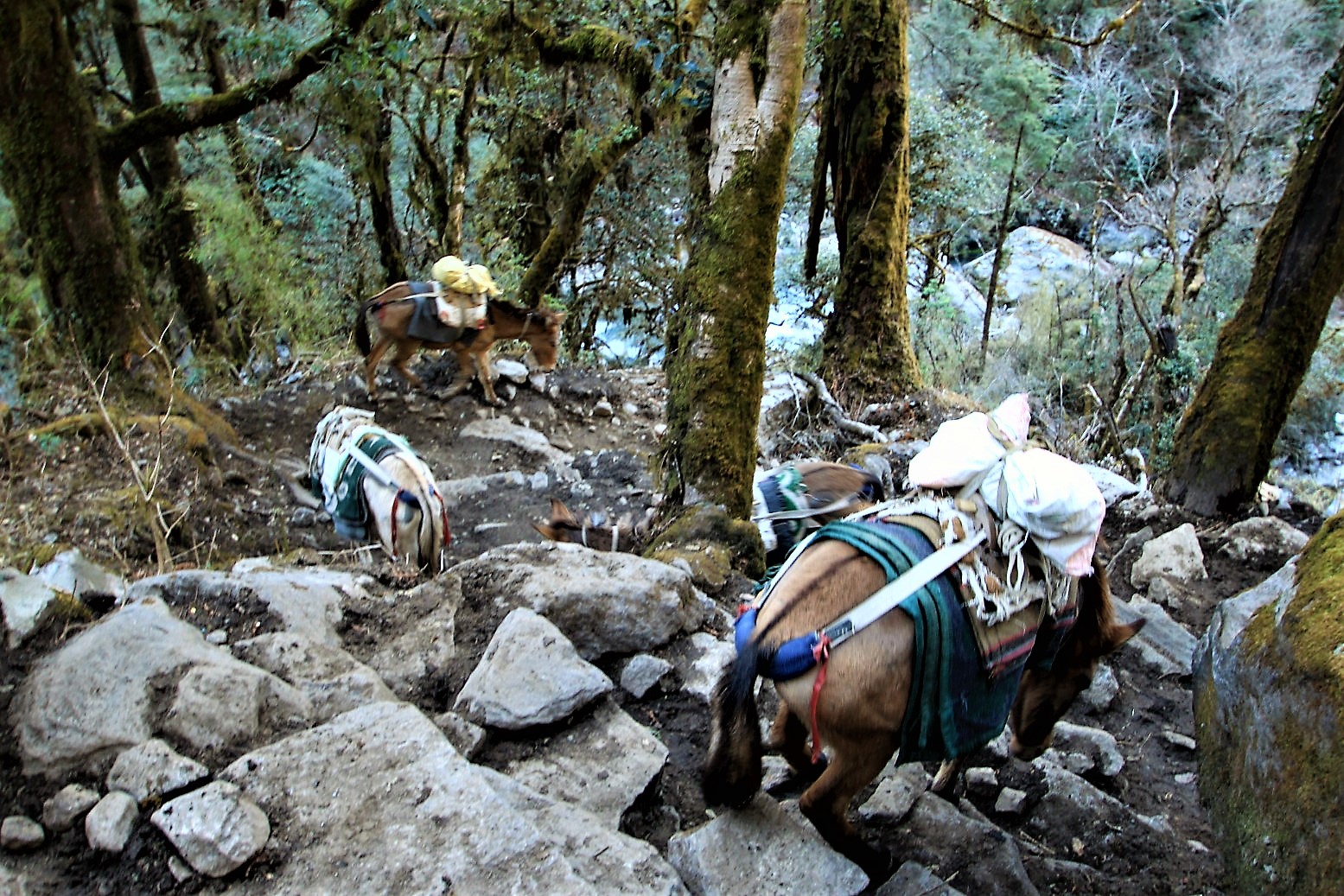 Mules carrying supplies