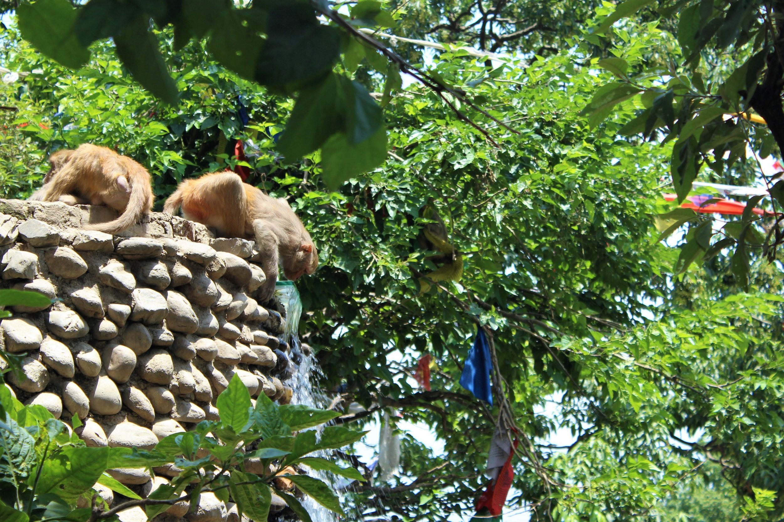 Monkeys at Monkey Temple