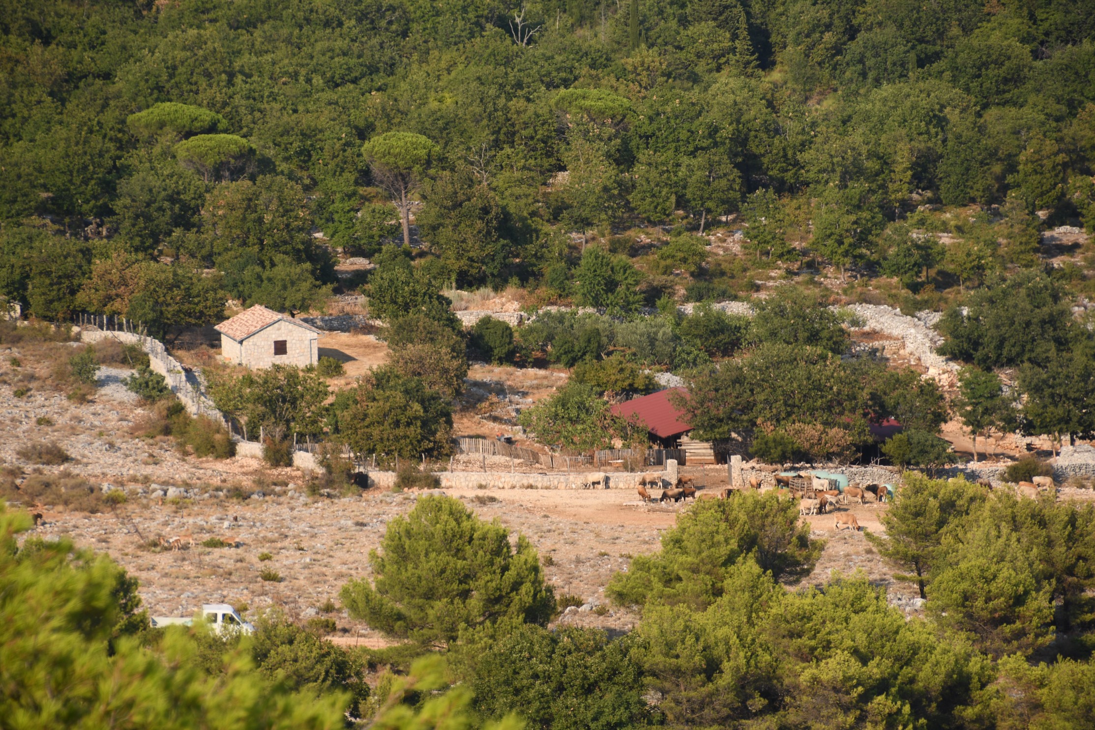 DSC_0958.jpg