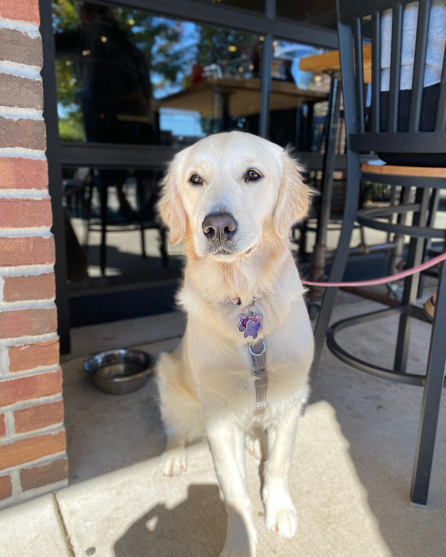 pups and patios 🐶☀️

poppy here wants you to know we are a dog friendly patio! ask your server for a water bowl next time you stop by!