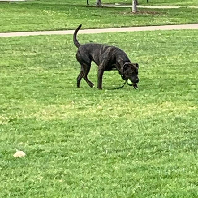 The Puprietor always seems to seek out beautiful creatures during bouts of wanderlust! #dogsofinstagram #sundayvibes #dogs #park #treatsfromtails #woof #dogsofsanfrancisco #sf #goldengatebridge #pridemonth #love