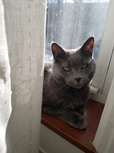 My cat makes sunny self-care a priority.
