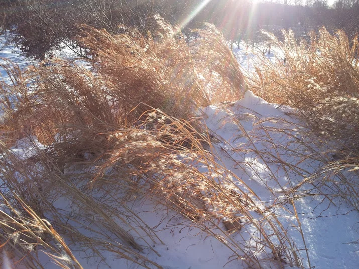 I love winter walks at the Brooklyn Botanic Garden.