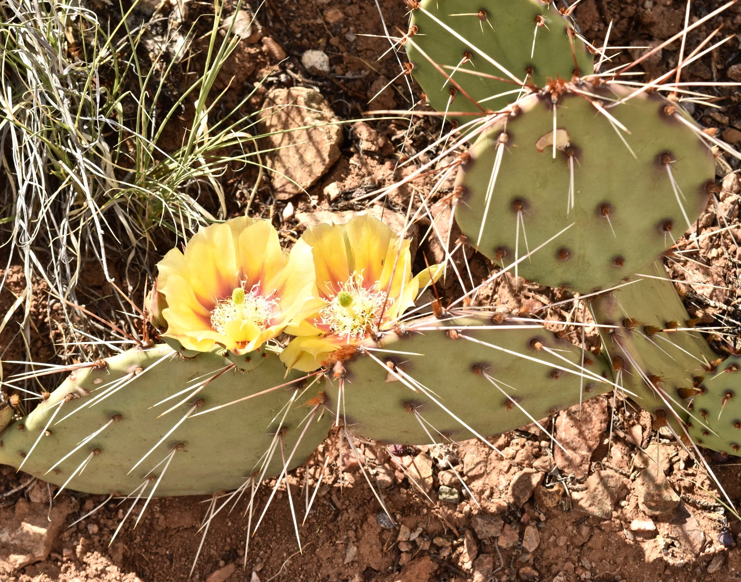 cactusflowerklpyoga.jpg