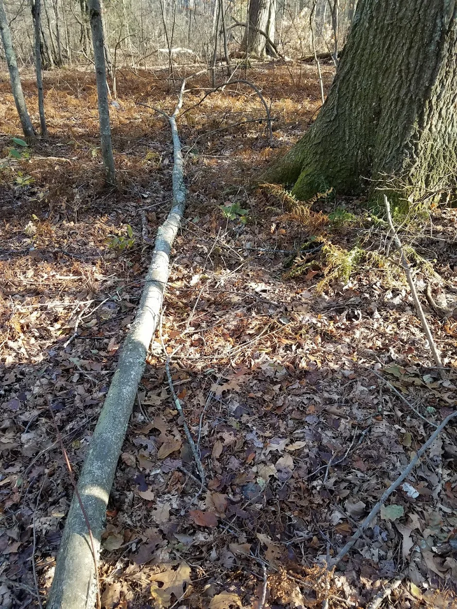 groundingklpyoga.jpg
