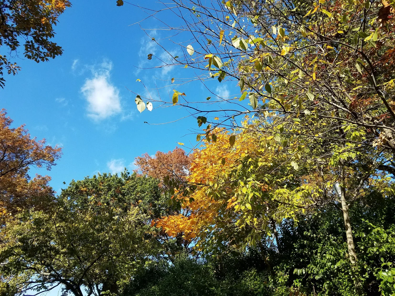 fallfoliagebrooklyn.jpg