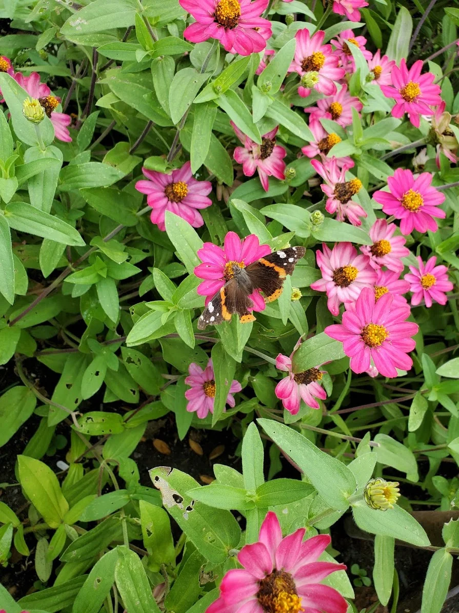 A trip to the Botanic Gardens = joy. Spotting a butterfly = joy.Photo credit: Karen LaPorte