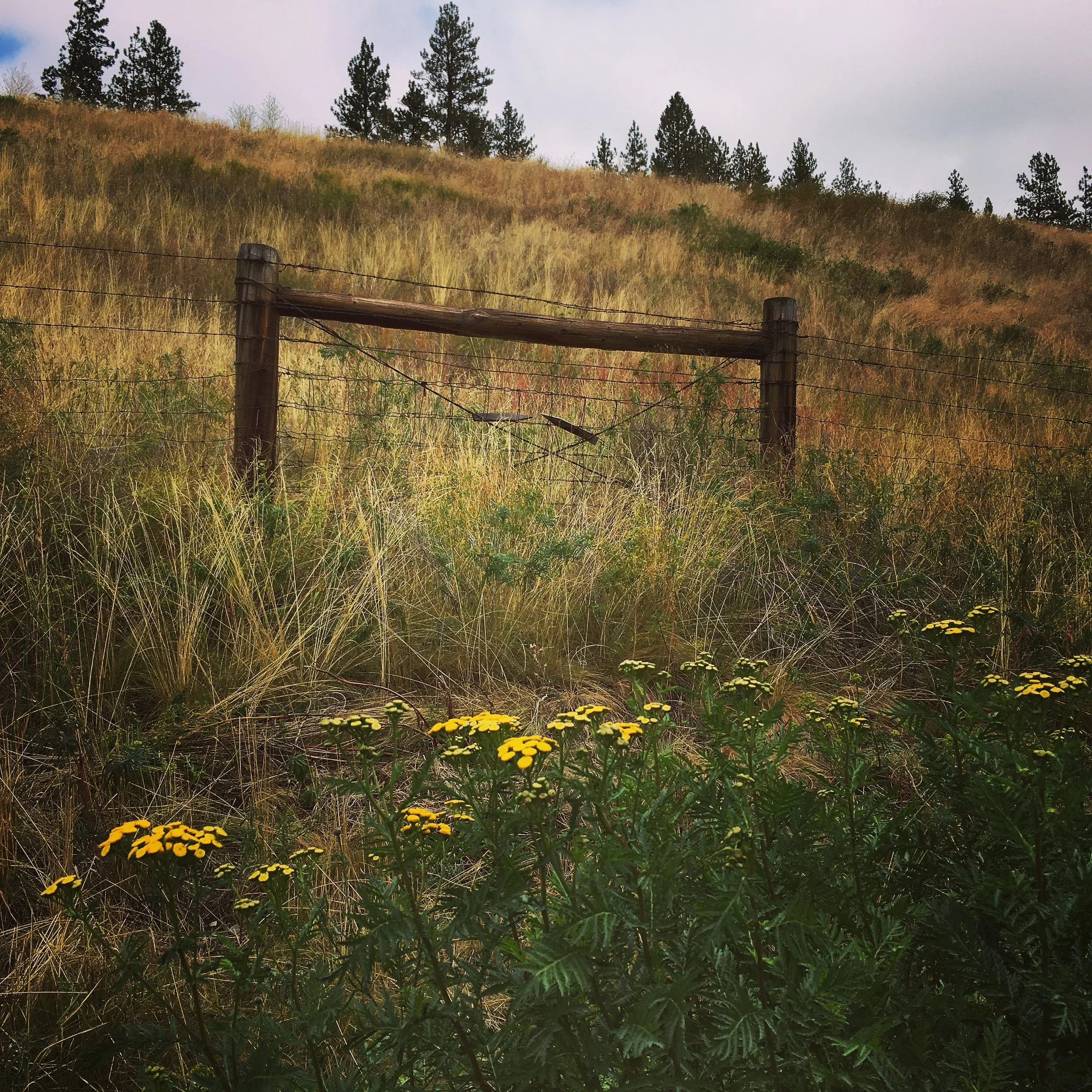 fencegatemt.JPG