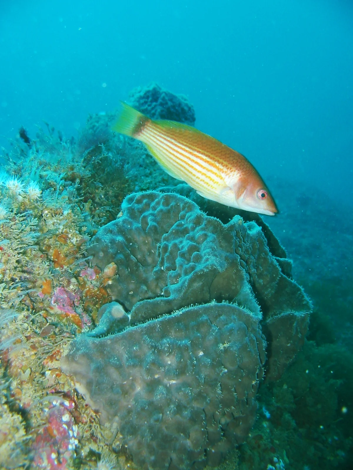 TTORMR Matawai School 17.02.2003 028.jpg