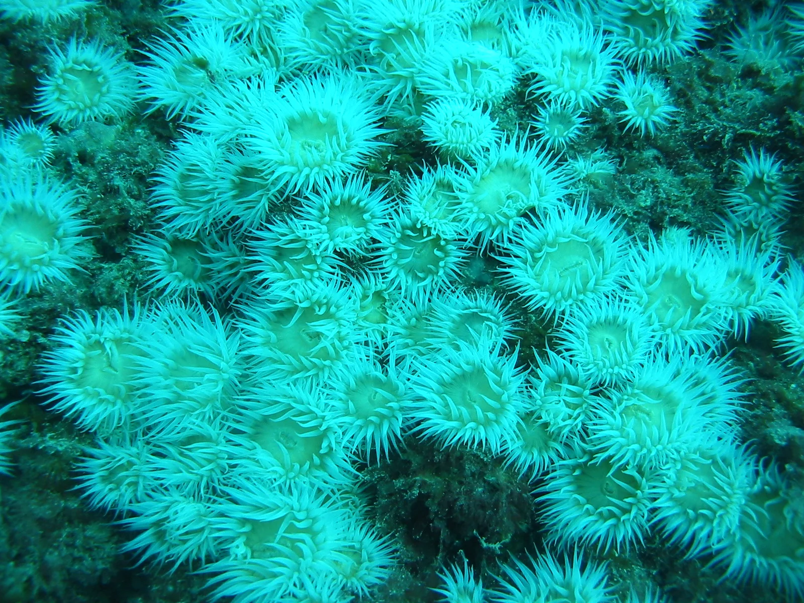 TTORMR 70ft Anenomes Close 31.01.2004 041.jpg