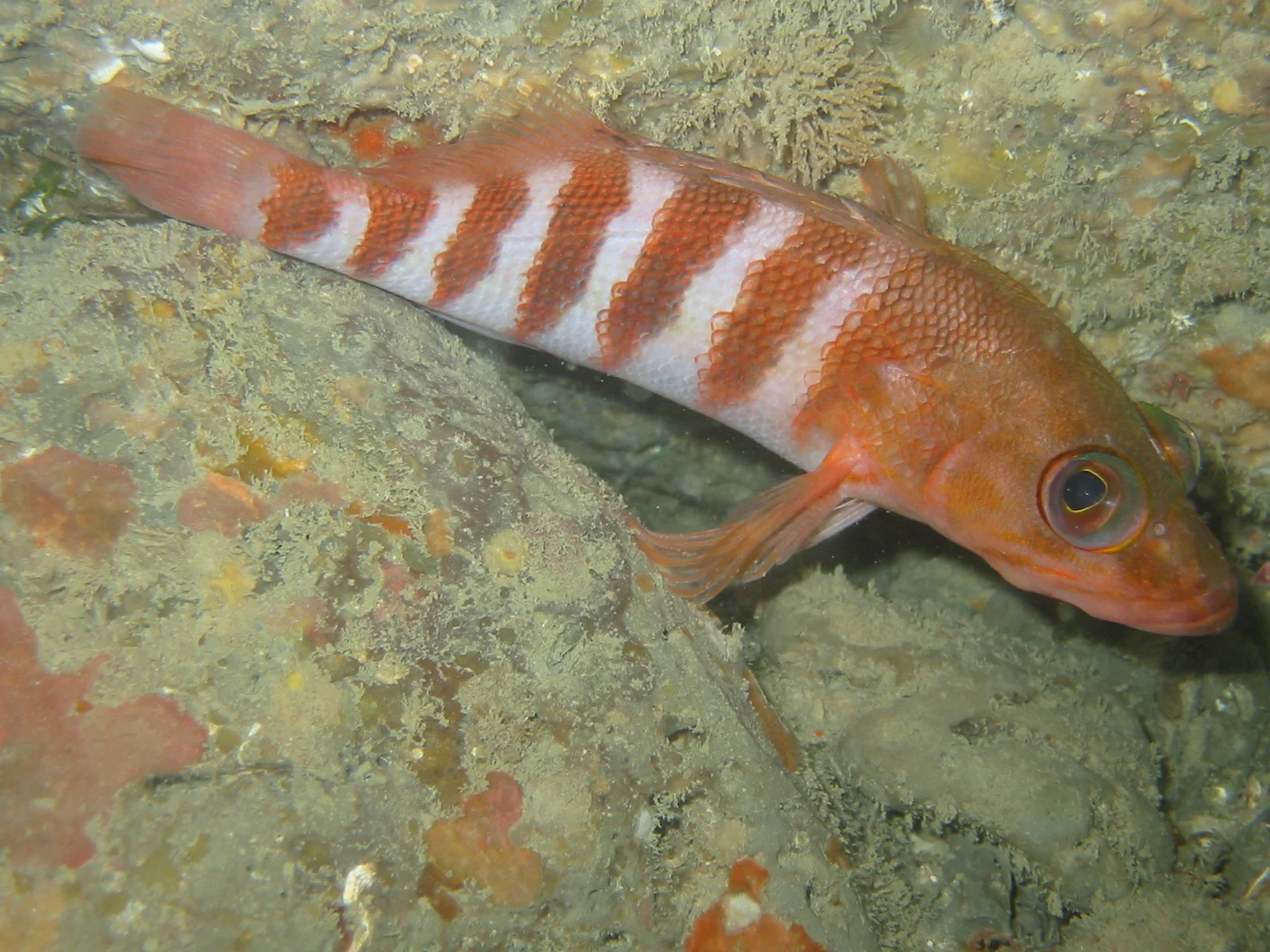 TTORMR 70ft Banded Perch31.01.2004 066.jpg