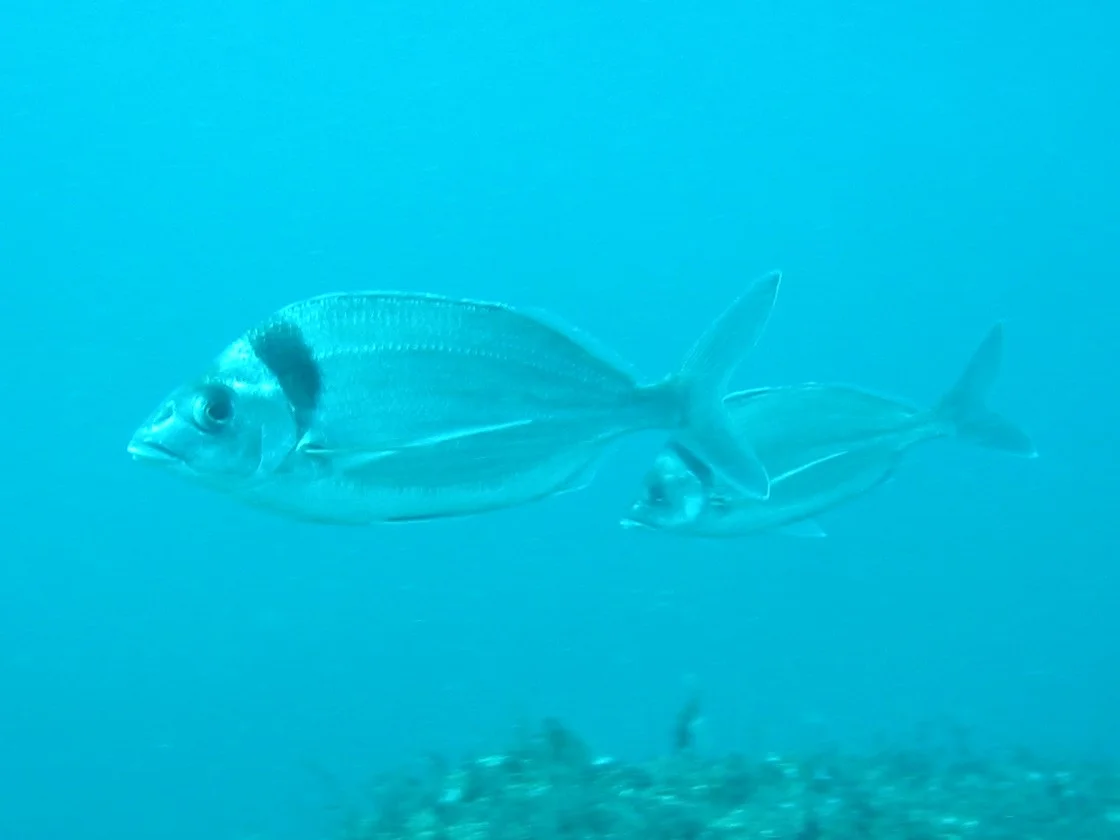 TTORMR 70ftTarakihi 31.01.2004 013.jpg