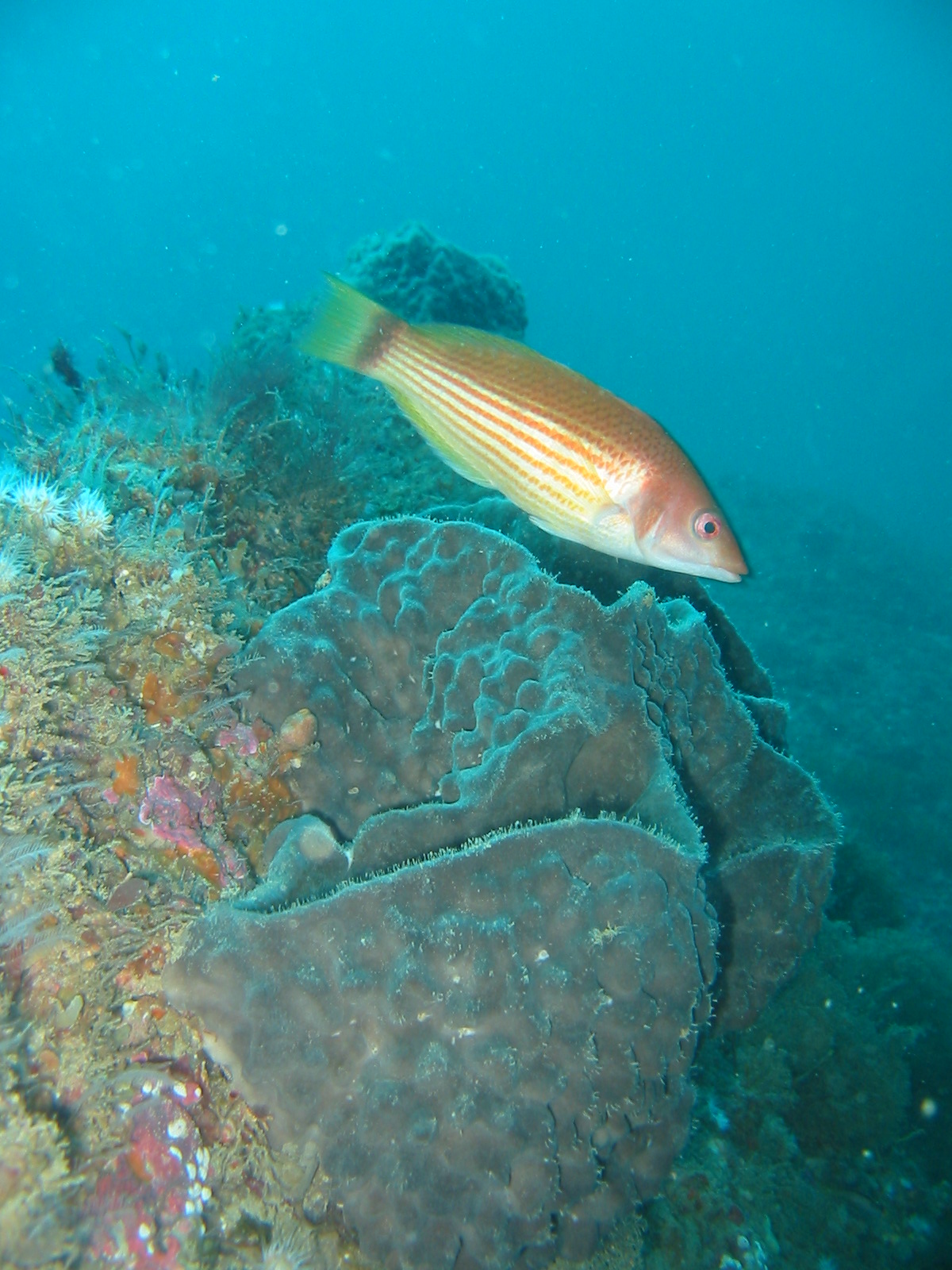 TTORMR 70ft Scarlet Wrasse 31.01.2004 061.jpg