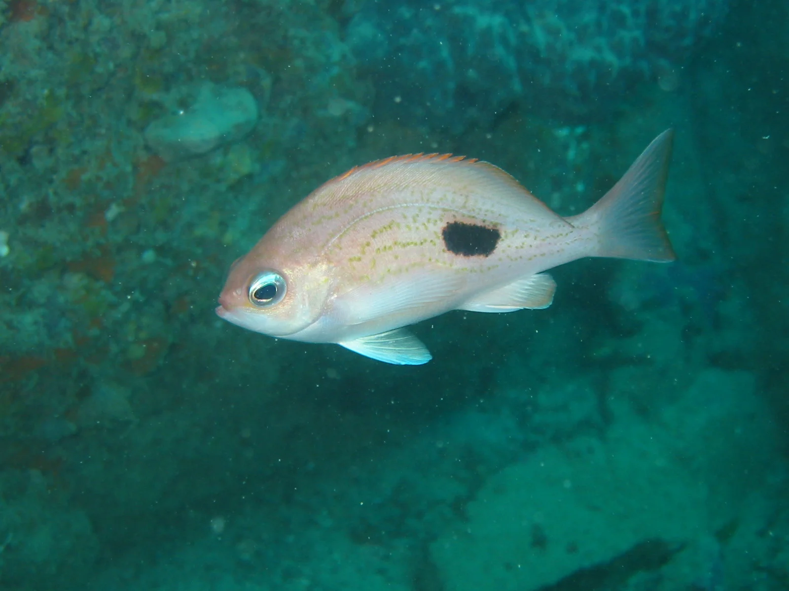 TTORMR Butterfly Perch 31.01.2004 020.jpg