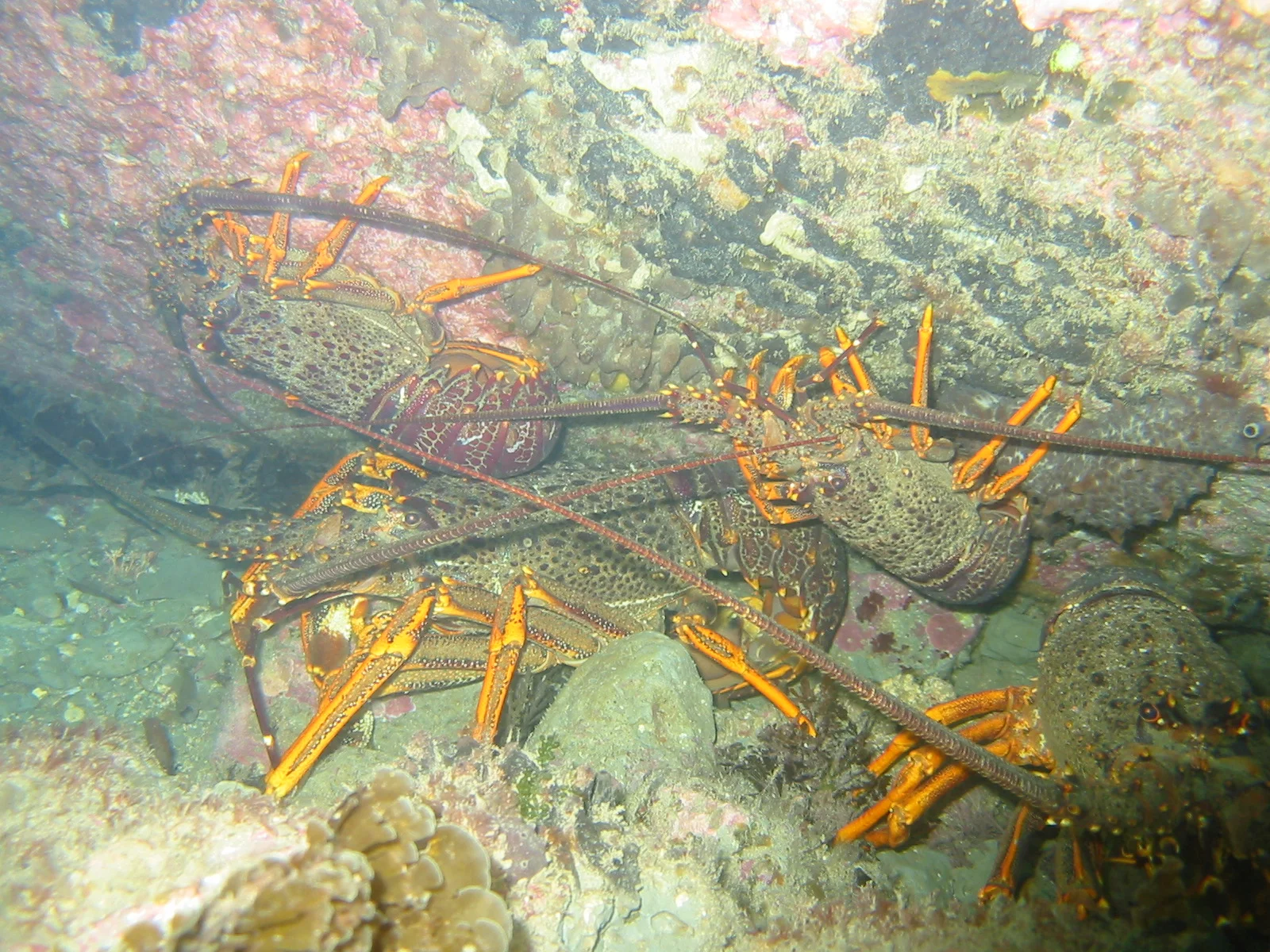 TTORMR Crayfish 27.12.2002 Uw 011.jpg
