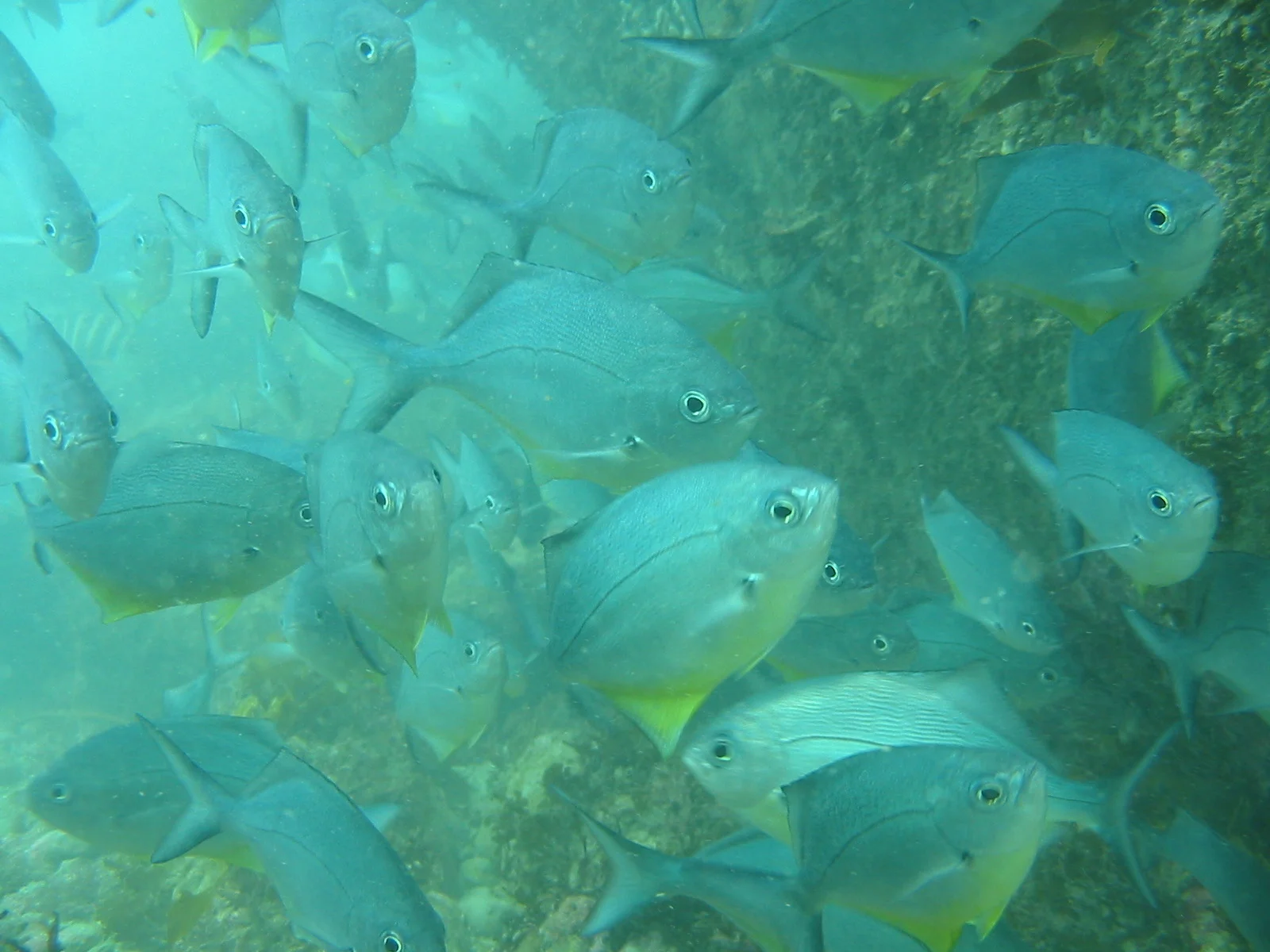 TTORMR Mao Mao 011.jpg