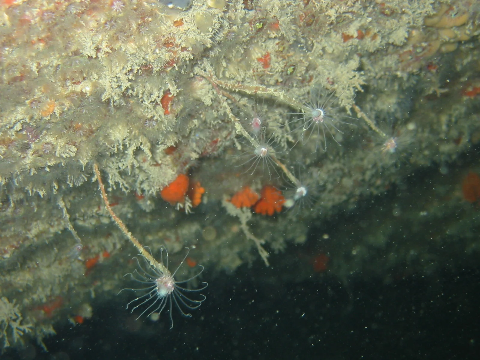 TTORMR Hydroids 27.12.2002 Uw 062.jpg