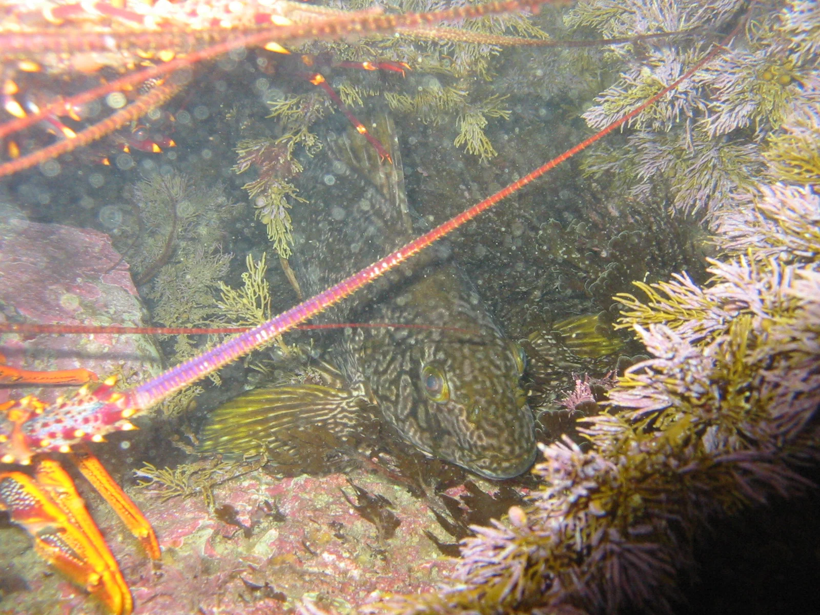 TTORMR Marble Fish 009.jpg