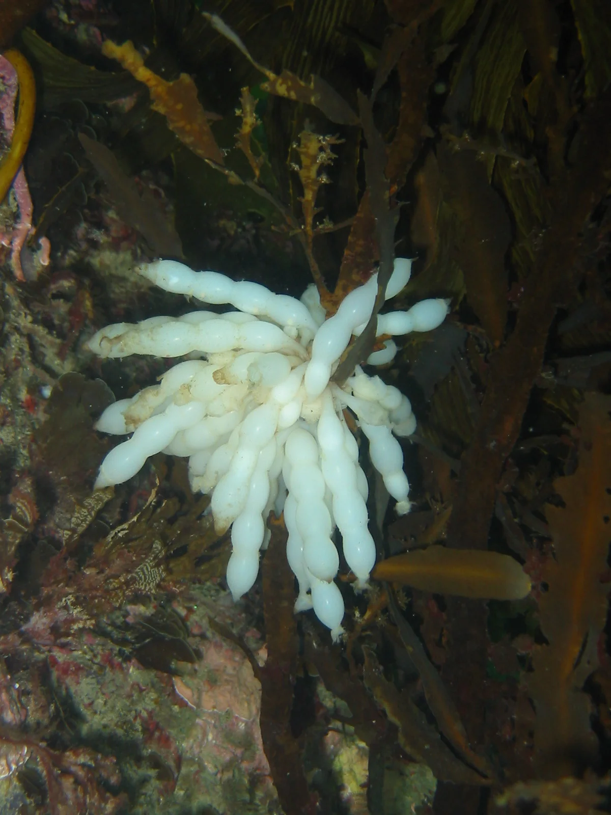 TTORMR Squid eggs 27.12.2002 Uw 074.jpg