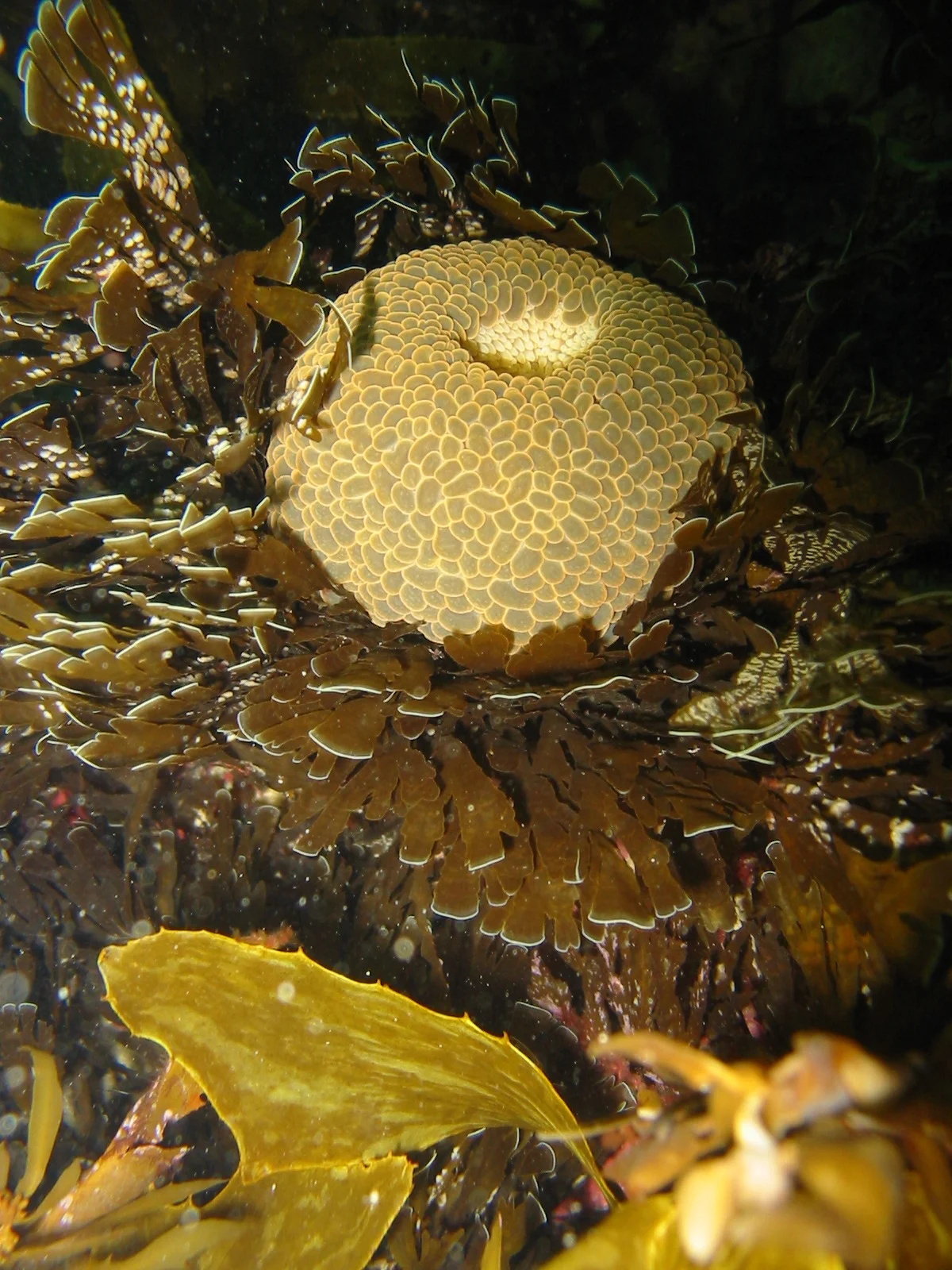 TTORMR Wandering Anenome 27.12.2002 Uw 036.jpg