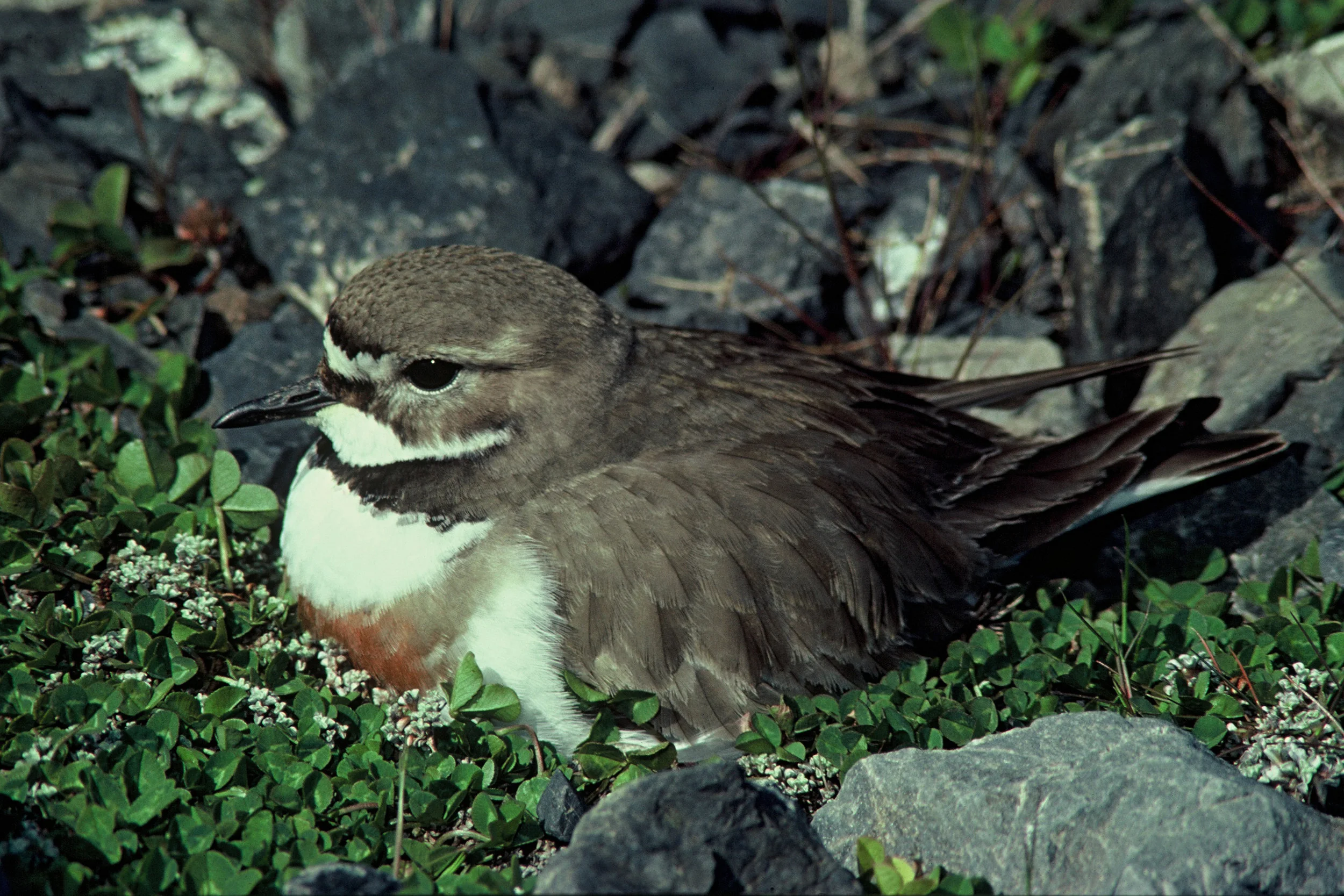 V Banded Dotterel 002.jpg